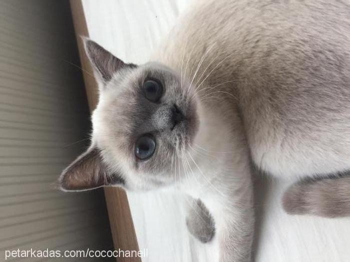 cocosh Dişi British Shorthair