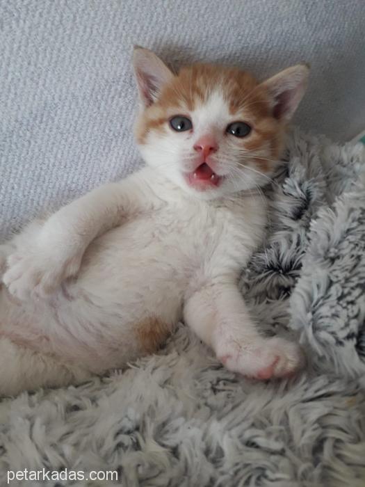 1,5 Aylık İki Bebişe Yuva Arıyoru, Ücretsiz Kedi, Ankara
