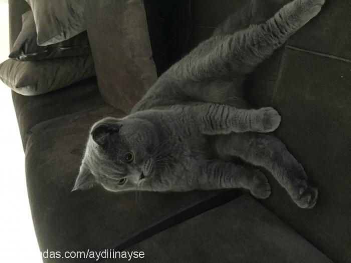 gece Erkek British Shorthair