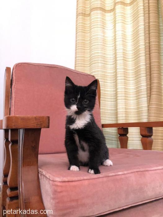 2 Erkek Kardeş Kediye Acil Yuva Aranıyo, Ücretsiz Kedi, Ankara