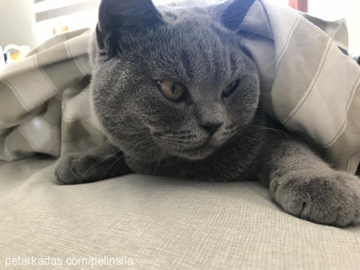 pablo Erkek British Shorthair