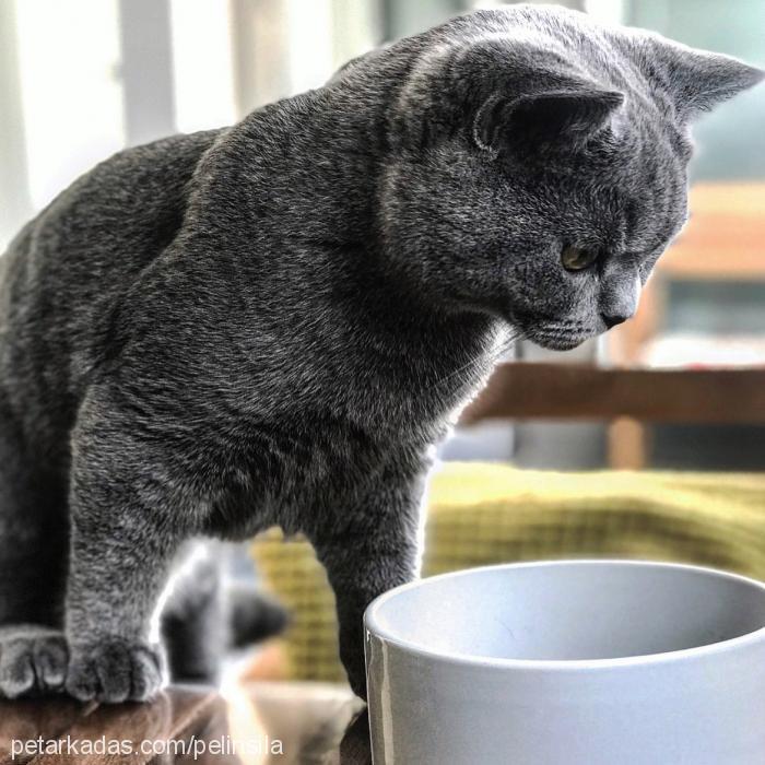 pablo Erkek British Shorthair