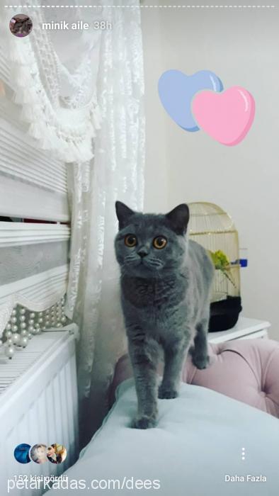 misha Dişi British Shorthair