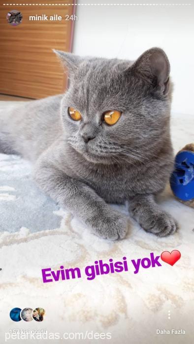 misha Dişi British Shorthair