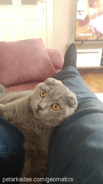 pIrtIk Erkek Scottish Fold