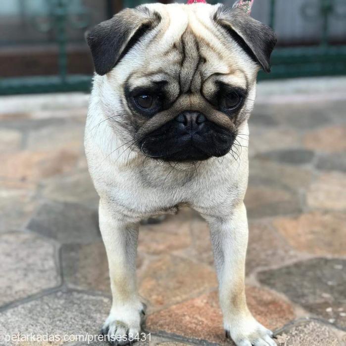 prenseskızım Dişi Pug