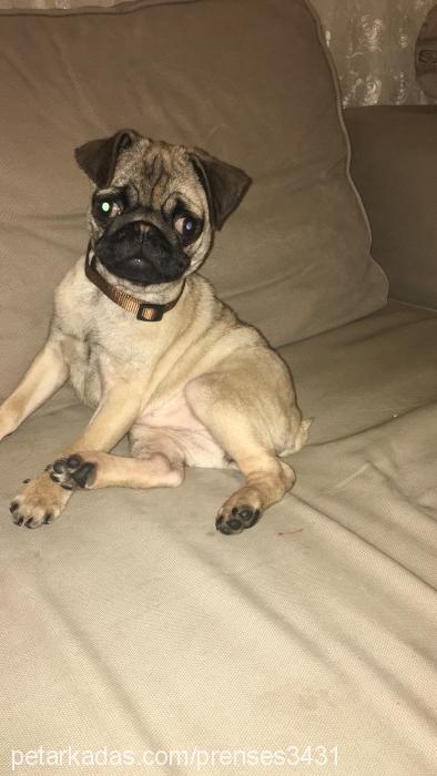 prenseskızım Dişi Pug