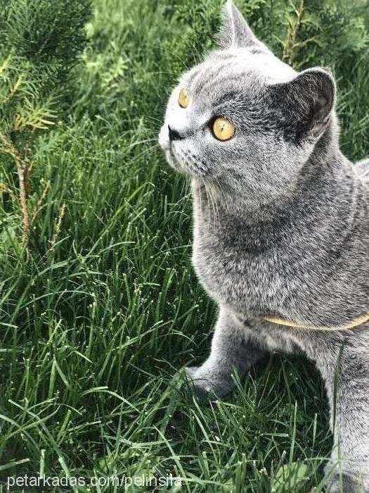 pablo Erkek British Shorthair