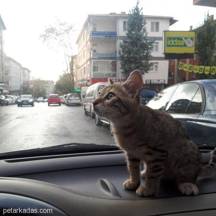 Erkek Tekir Arayanlar İçin İdeal Bir Yavr, Ücretsiz Kedi, Ankara