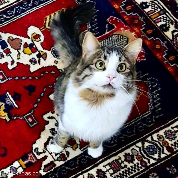 Sevgi Pıtırcığı Acil Yuva Arıyor, , Ücretsiz Kedi, İstanbul