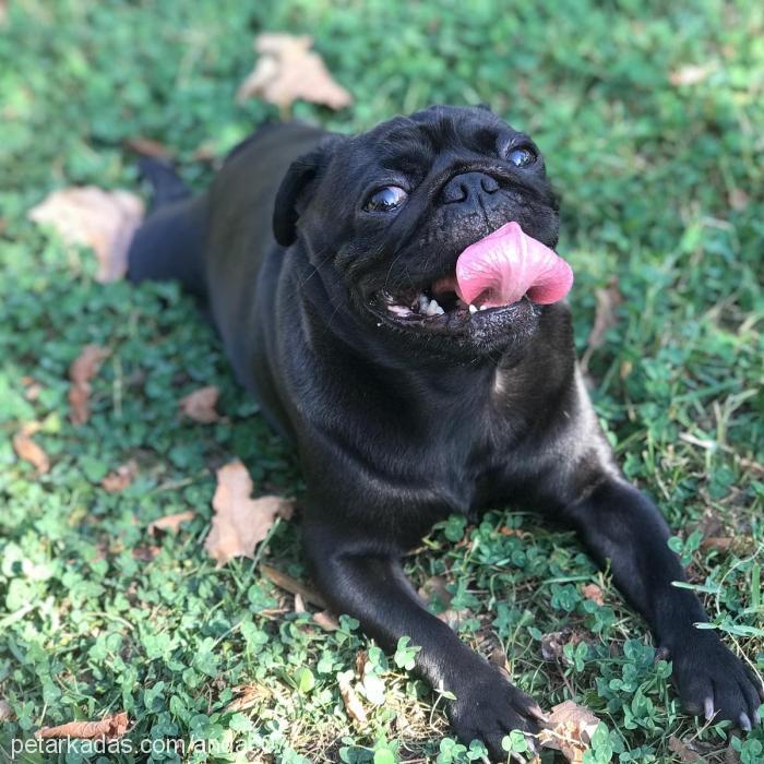 pablo Erkek Pug