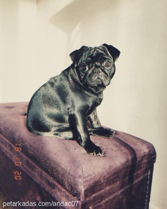 pablo Erkek Pug