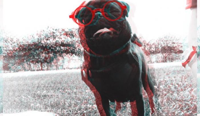 pablo Erkek Pug