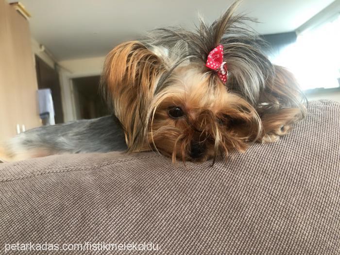 lina Dişi Yorkshire Terrier