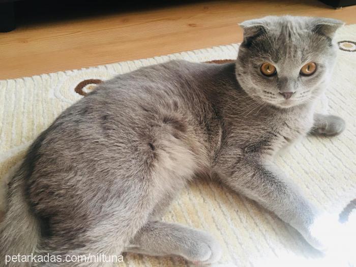 coco Dişi Scottish Fold