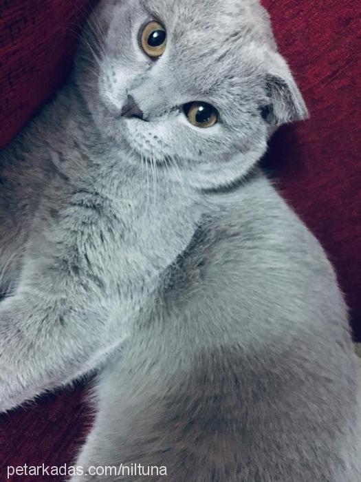 coco Dişi Scottish Fold