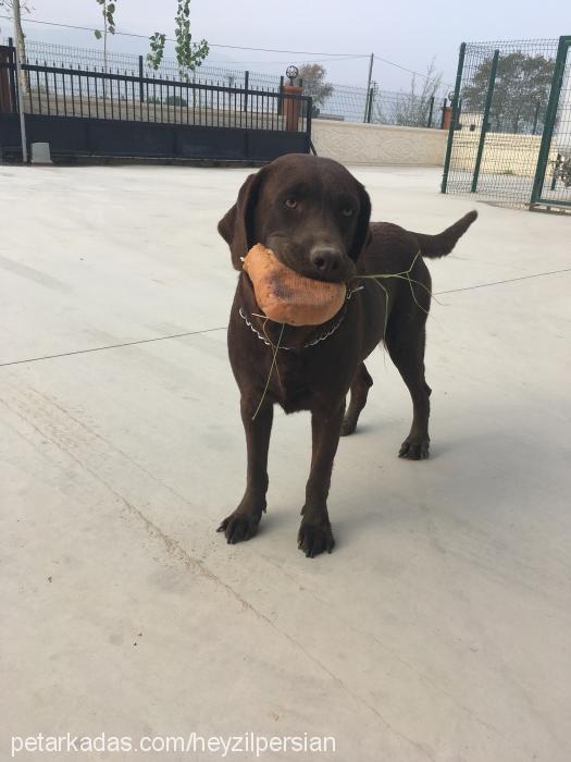 maya Dişi Labrador Retriever