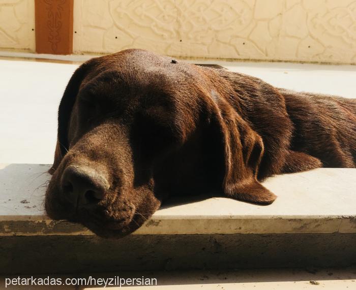 maya Dişi Labrador Retriever