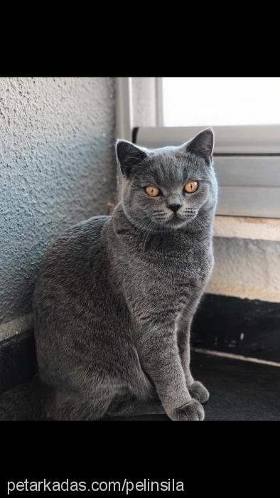 pablo Erkek British Shorthair