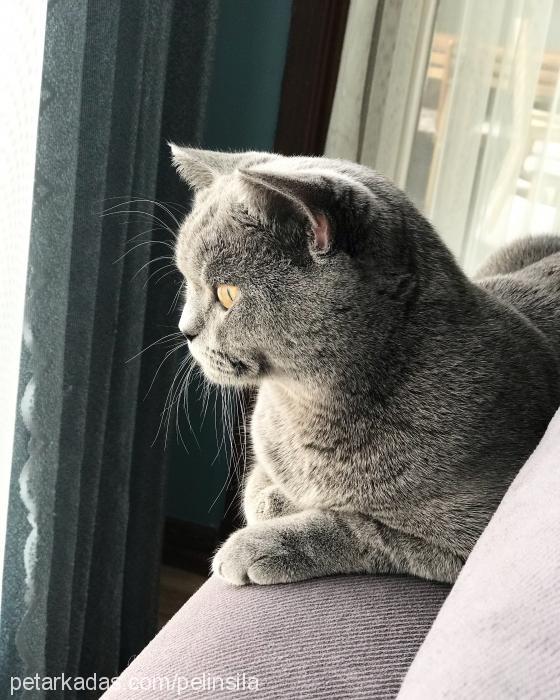 pablo Erkek British Shorthair