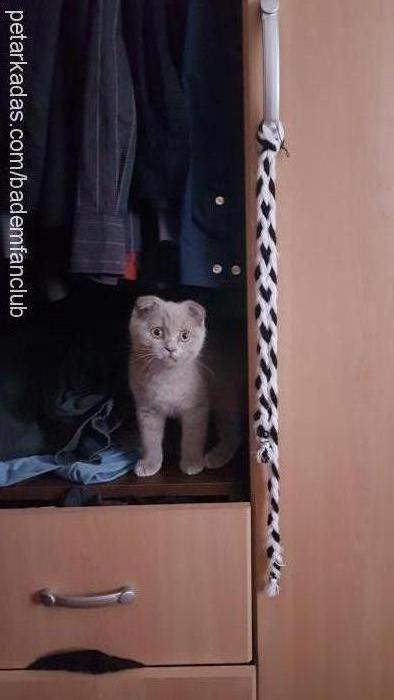 badem Erkek British Shorthair