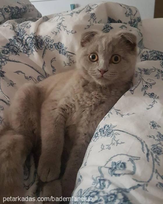 badem Erkek British Shorthair