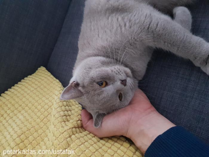 böcük Erkek British Shorthair