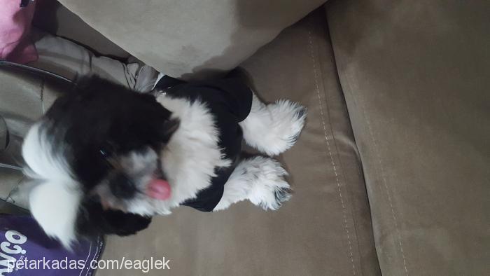 eagle Erkek Shih-Tzu