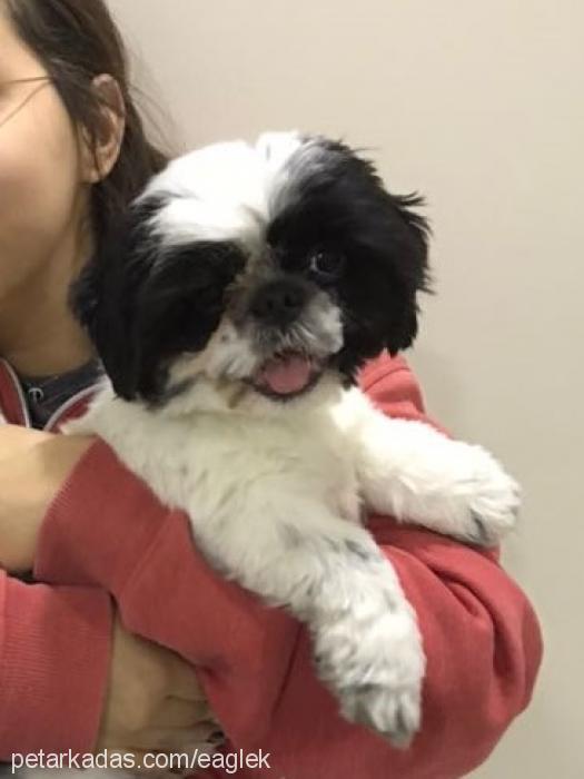 eagle Erkek Shih-Tzu