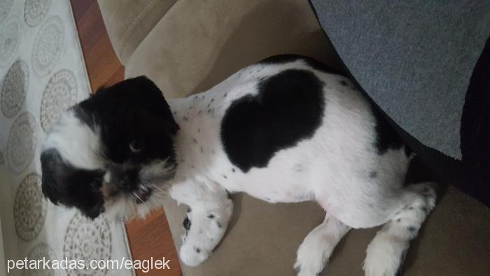 eagle Erkek Shih-Tzu