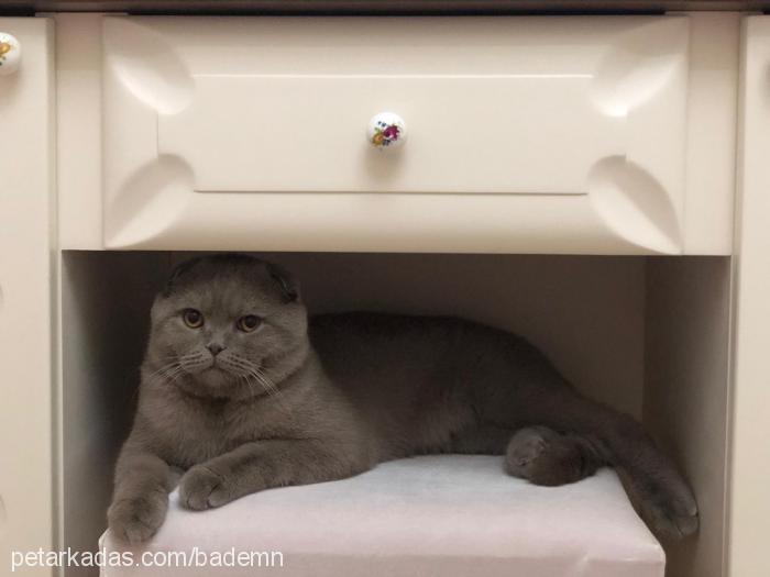 badem Erkek Scottish Fold