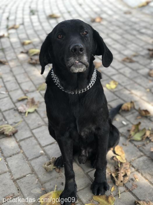 gölge Erkek Labrador Retriever