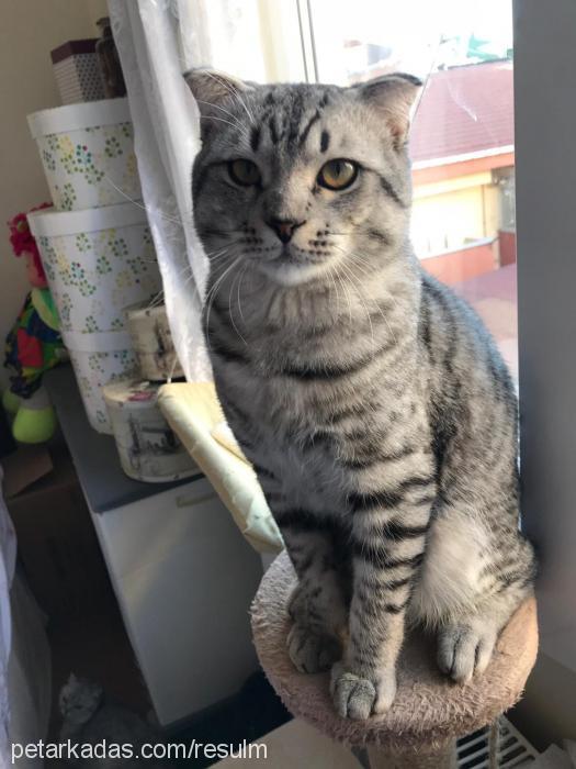 topbaştosun Erkek Scottish Fold