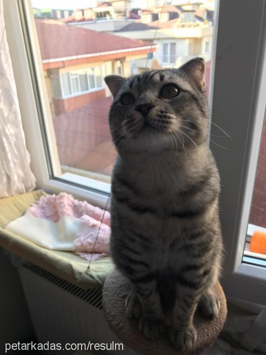 topbaştosun Erkek Scottish Fold