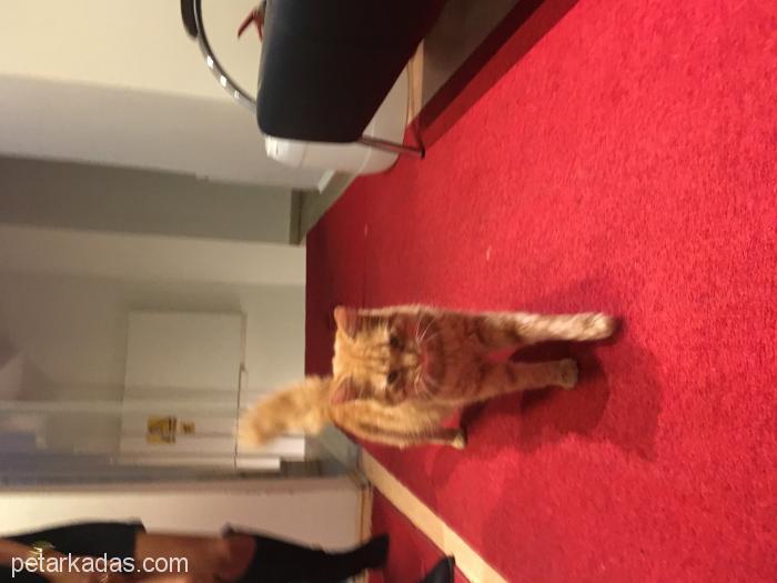 6 Aylık Erkek Sarman Kedi, , Ücretsiz Kedi, İstanbul