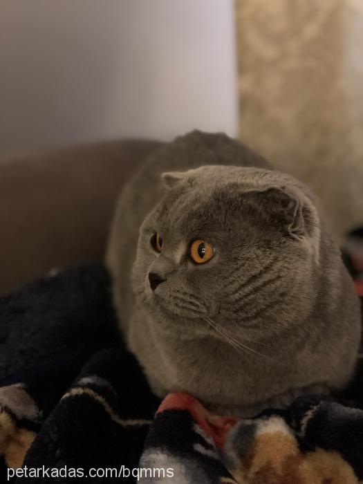 mickey Erkek Scottish Fold