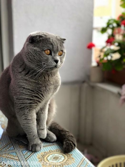 mickey Erkek Scottish Fold