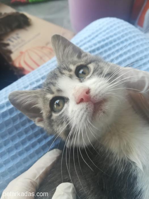 2,5 Aylık Yavrumuza Yuvanızı Açmak İster Misini, Ücretsiz Kedi, İzmir