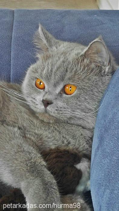 hurma98 Erkek British Shorthair