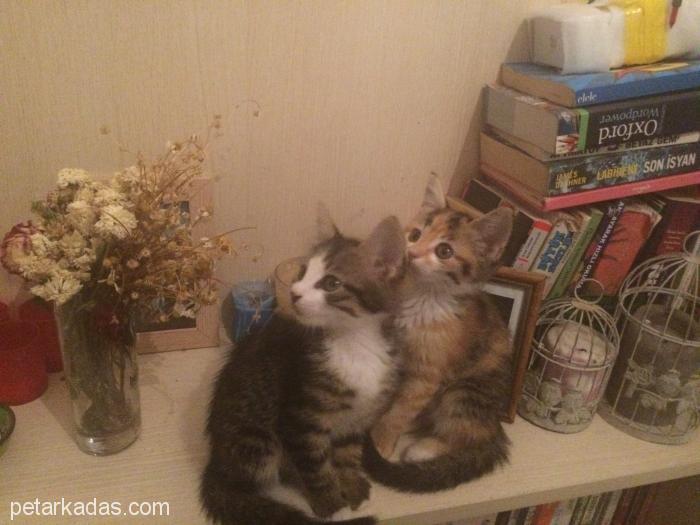 Yavru İki Kediyi Beraber Vermek İstiyorum, Ücretsiz Kedi, Antalya