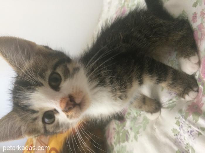 Yavru İki Kediyi Beraber Vermek İstiyorum, Ücretsiz Kedi, Antalya