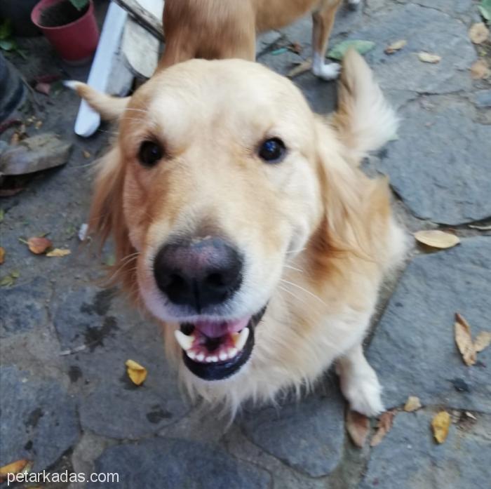 Gülen Suratlı, Koca Bebek , Ücretsiz Köpek, Bursa