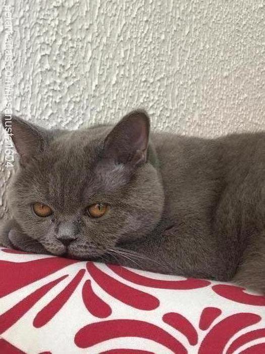 yaman Erkek British Shorthair