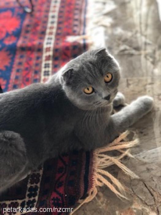 Çİlek Dişi Scottish Fold