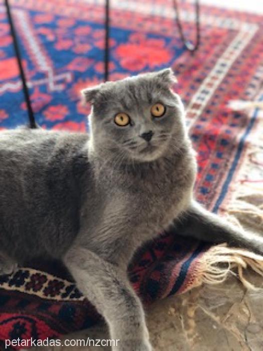 Çİlek Dişi Scottish Fold