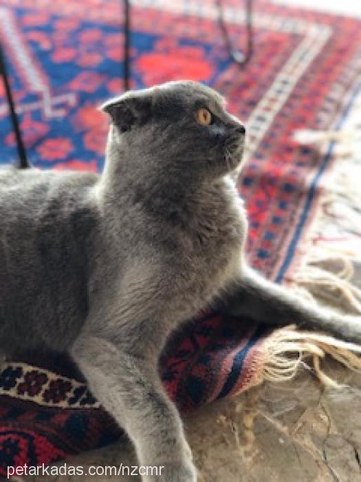 Çİlek Dişi Scottish Fold