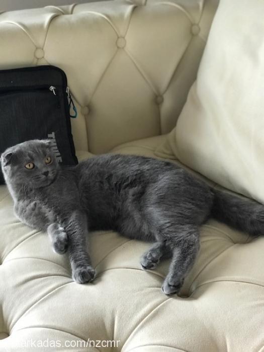 Çİlek Dişi Scottish Fold