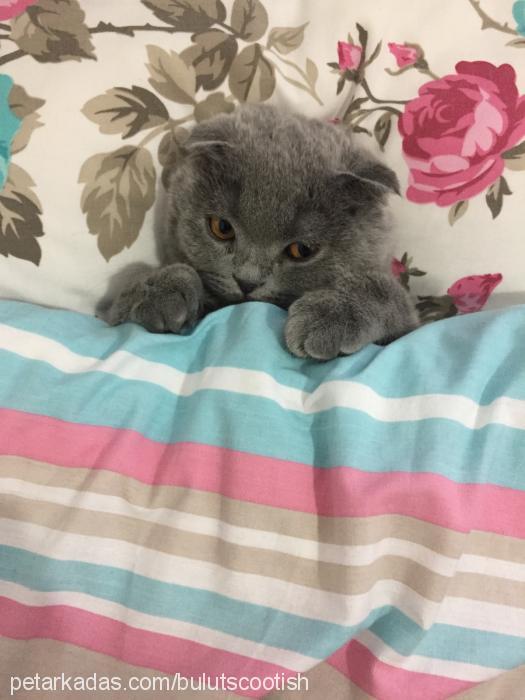 bulut Erkek British Shorthair