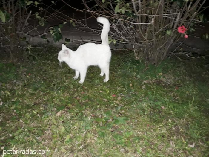 Sahibini Ariyoruz Beyaz Kedi, İzmir