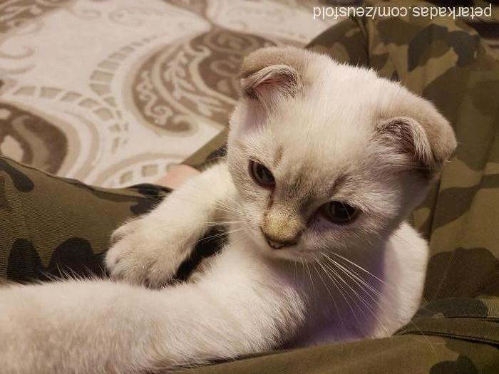 zeus Erkek Scottish Fold